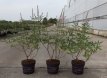 Vitex agnus-castus 'Galactic Pink® 30/40 C4 Vitex agnus-castus 'Galactic Pink® - Monnikenpeper 30-40 C4