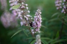 Vitex agnus-castus 'Galactic Pink® - Monnikenpeper 30-40 C4