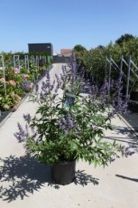 Vitex agnus-castus 'Latifolia' 100/125 C25 Vitex agnus-castus 'Latifolia' - Monnikenpeper 100-125 C25