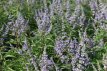 Vitex agnus-castus 'Latifolia' 30/40 C Vitex agnus-castus 'Latifolia' - Monnikenpeper 30-40 C