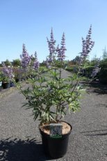 Vitex agnus-castus 'Latifolia' 80/100 C10 Vitex agnus-castus 'Latifolia' - Monnikenpeper 80-100 C10