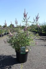 Vitex agnus-castus 'Pink Pinnacle'® 60/80 C10 Vitex agnus-castus 'Pink Pinnacle'® - Monnikenpeper 60-80 C10