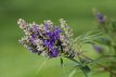 Vitex x agnus-castus Chicagoland Blues 30/40 C4 Vitex x agnus-castus Chicagoland Blues - Monnikenpeper 30-40 C4