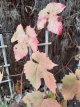 Vitis coignetiae 'Red Rudy' Vitis coignetiae 'Red Rudy' | Sierdruif 60-80 C