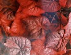 Vitis coignetiae 'Red Rudy' | Sierdruif 60-80 C