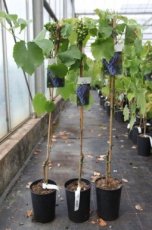 Vitis lambrusca x vinifera 'Buffel' | Blauwe druif 80/100 C3