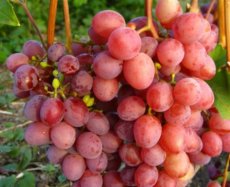 Vitis vin. 'Heike' 30/40 C Vitis vinifera 'Heike'  | Rode pitloze druif  30/40 C