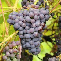Vitis vin.'New York Muscat' 50/60 C3 Vitis vinifera 'New York Muscat' | Blauwe druif 50/60 C3