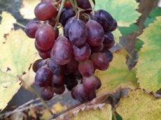 Vitis vinifera 'Sweety'® | Blauwviolette pitloze druif 100/120 C4