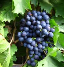 Vitis vinifera 'Beta' Vitis vinifera 'Beta' | Blauwe druif 30/40 P11