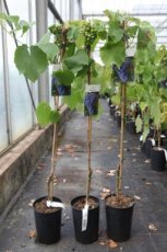 Vitis vinifera 'Buffalo' | Blauwe druif  60-80 C3