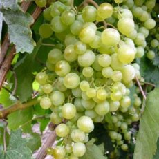 Vitis vinifera 'Centennial Seedless' | Witte pitloze druif 30/40 C4