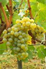 Vitis vinifera 'Chardonnay' Vitis vinifera'Chardonnay' | Witte druif 60-80 C3