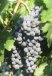 Vitis vinifera 'Merlot' Vitis vinifera 'Merlot' | Blauwe druif  60/80 C3