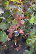 Vitis vinifera 'Merlot' | Blauwe druif  60/80 C3