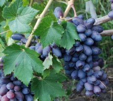 vitis vinifera 'Pinot Noir' vitis vinifera 'Pinot Noir' | Blauwe druif-Wijndruif 60/80 C4