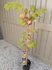 Vitis vinifera 'Riesling' Vitis vinifera 'Riesling' | Witte druif-Wijndruif 60/80 C4