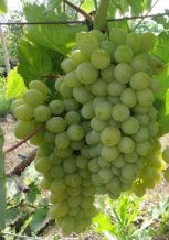 Vitis vinifera 'Supaga' | Witte druif 30/40 P11