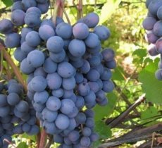 Vitis vinifera 'Venus'® | Blauwe pitloze druif 30/40 P11