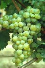 Vitis vinifera 'Vroege van der Laan' Vitis 'Vroege van der Laan' | White grape 30/40 P11