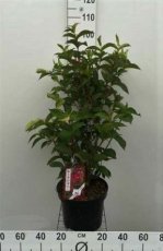 Weigela ‘Bristol Ruby’ 80/100 C10 Weigela ‘Bristol Ruby’ - red     80-100  C10