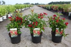 Weigela 'Cherry Love'® (=Slingco 2) - rood 30-40 C4