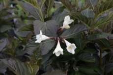 Weigela florida 'Ebony and Ivory' - zwartbladig- wit  30/40 C4