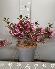 Weigela florida ‘Nana Purpurea’ 30-40 C3