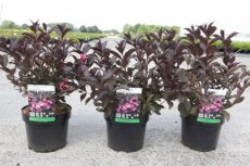 Weigela florida 'Alexandra' donkerpaars blad - roze 30-40 C4