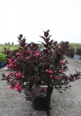 Weigela florida 'Alexandra' 50/60 C10 Weigela florida 'Alexandra' donkerpaars blad - roze 50-60 C10