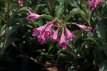 Weigela florida 'Korea' 30/40 C4 Weigela florida 'Korea' - roze 30-40 C4