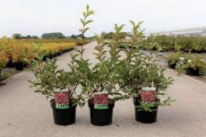 Weigela florida 'Korea' - roze 30-40 C4