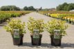 Weigela florida 'Magical Rainbow'®  30/40 C4 Weigela florida 'Magical Rainbow'® - bontbladig 30/40 C4