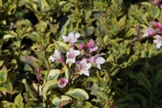 Weigela florida 'Magical Rainbow'® - bontbladig 30/40 C4