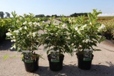 Weigela florida 'Milk and Honey'® - bontbladig 30/40 C4