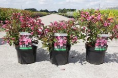 Weigela florida 'Minuet' - roze 30-40 C4