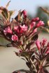 Weigela florida 'Monet'® 30/40 C4 Weigela florida 'Monet'®(=Verweig) - bontbladig 30-40 C4