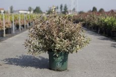 Weigela florida 'Monet'® 40/50 C10 Weigela florida 'Monet'®(=Verweig) - bontbladig 40-50 C10