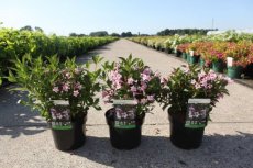 Weigela florida 'Pink Poppet'® - roze 30-40 C4