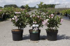 Weigela florida 'Polka'® - roze 30-40 C4