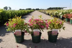 Weigela florida 'Princess Ayla'® - roze 30-40 C4