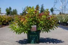 Weigela florida 'Princess Ayla'® 60/80 C10 Weigela florida 'Princess Ayla'® - roze 60-80 C10