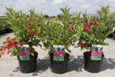 Weigela florida 'Red Prince' - rood 30-40 C4