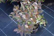 Weigela florida ‘Victoria’ - roze 50-60 C