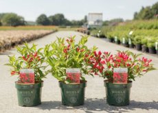 Weigela hybr. 'All Summer Red'® - rood 30-40 C4