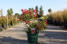 Weigela hybr. 'All Summer Red'® 50/60 C10 Weigela hybr. 'All Summer Red'® - rood - 50-60 C10