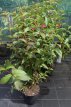 Weigela hybr. 'Bristol Ruby' 30/40 C4 Weigela hybr. ‘Bristol Ruby’ - rood  30-40 C4