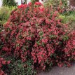 Weigela hybr. 'Bristol Ruby' 30/40 C4 Weigela hybr. ‘Bristol Ruby’ - rood  30-40 C4