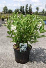 Weigela hybr. 'Bristol Snowflake' 60/80 C10 Weigela hybr. 'Bristol Snowflake' 60-80 C10