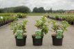 Weigela middendorffiana 30/40 C4 Weigela middendorffiana - geel 30-40 C4